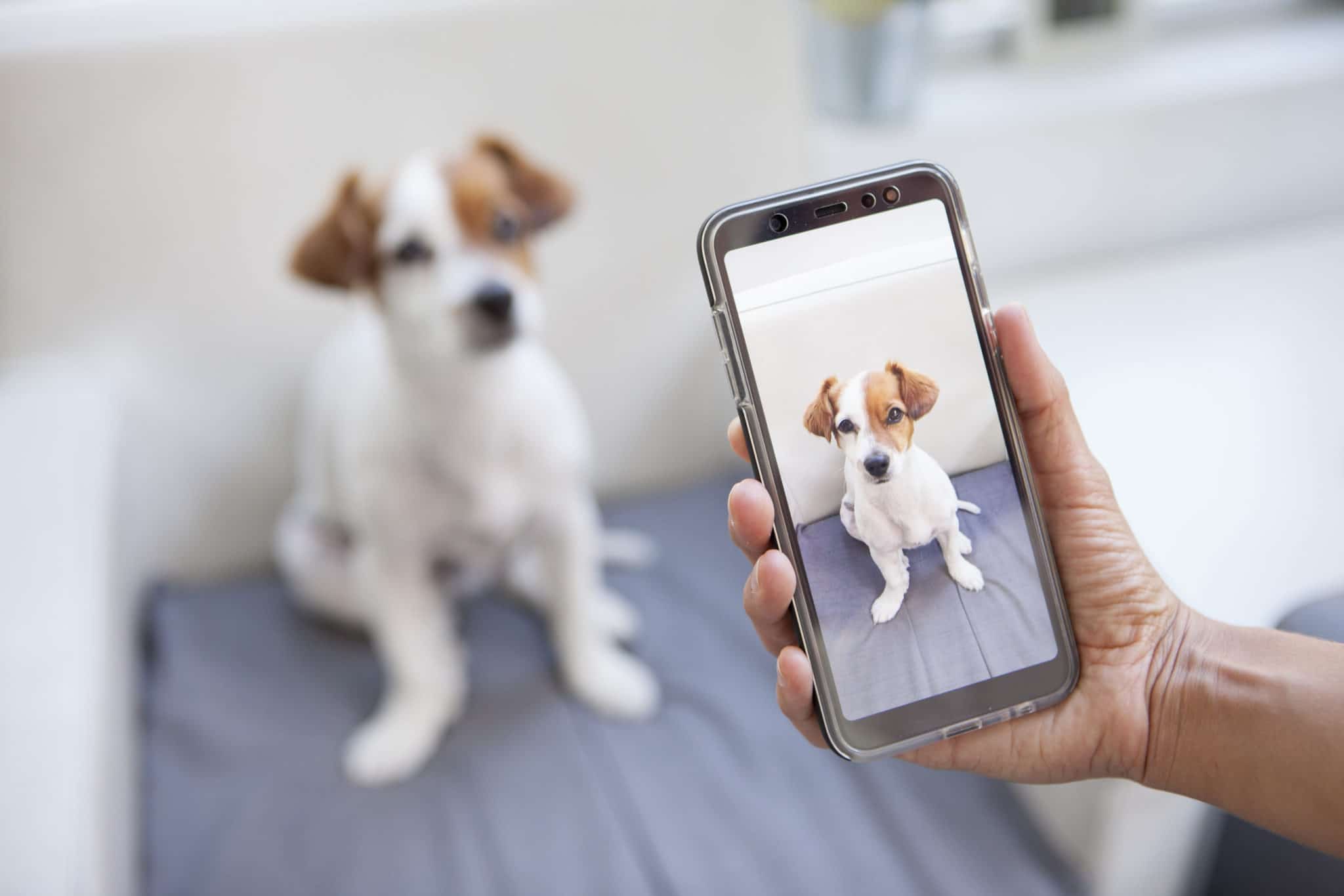 Mobile Photography: 7 Tips & Tricks