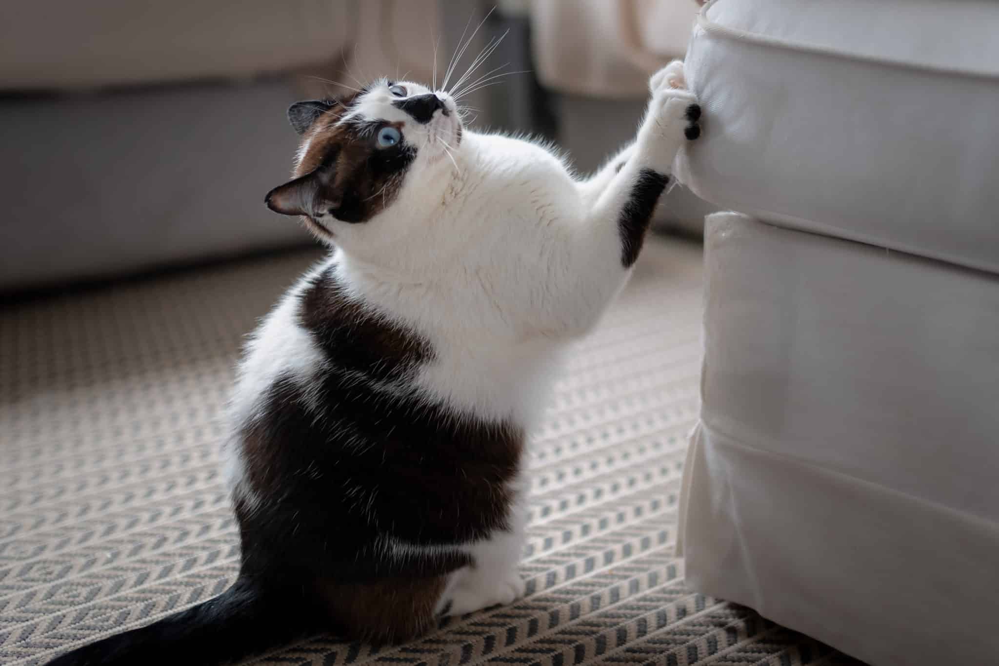 Cat Scratching Furniture? Here’s How to Protect it